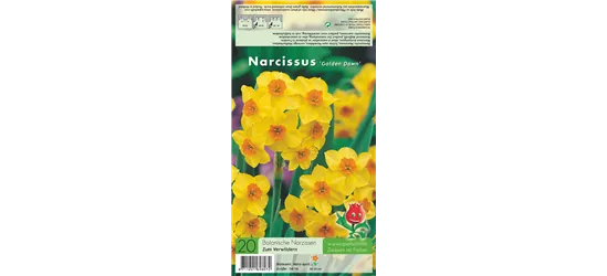 Narzisse 'Golden Dawn'