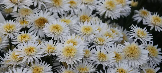 Niedrige Garten-Aster 'White'
