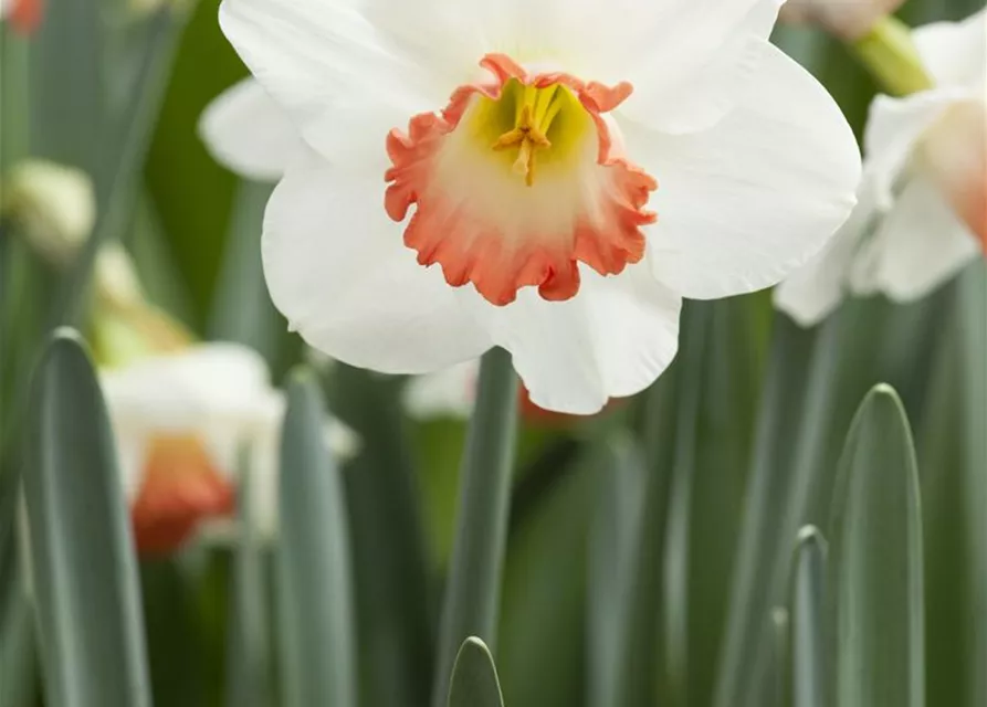 Narzisse 'Pink Charm'