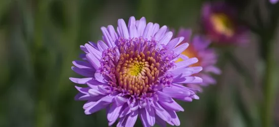 Niedrige Garten-Aster 'X Pink'