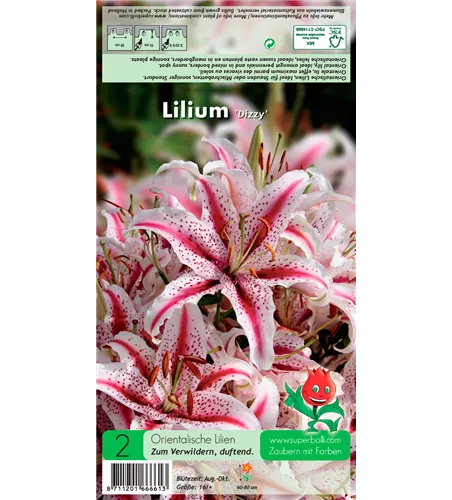 Orientalische Lilie 'Dizzy'