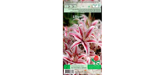 Orientalische Lilie 'Dizzy'