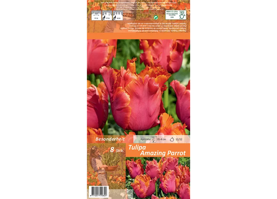 Papageien-Tulpe 'Amazing Parrot'
