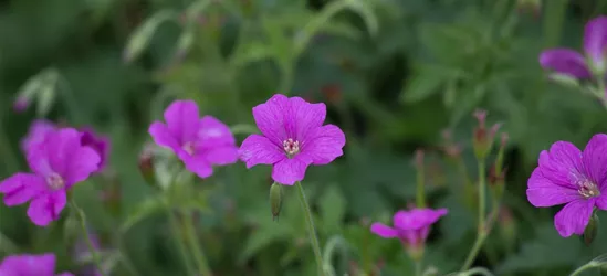 Oxford-Garten-Storchschnabel 'Rosenlicht'