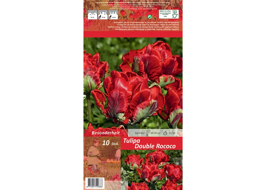 Papageien-Tulpe 'Double Rococo'