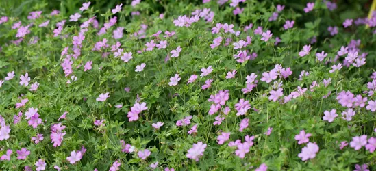 Oxford-Storchschnabel