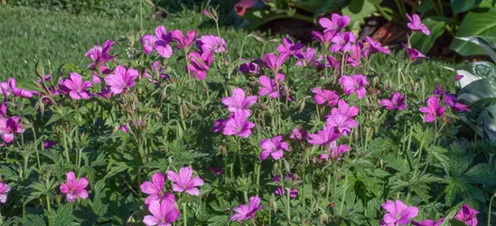 Oxford-Storchschnabel