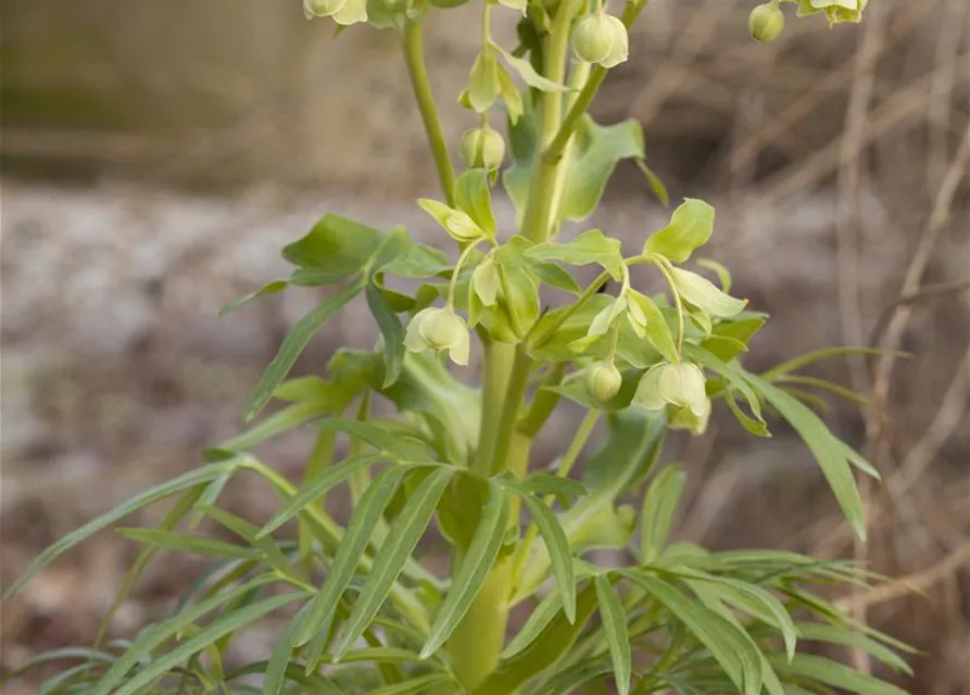 Palmblatt-Nieswurz