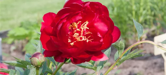 Pfingstrose 'Buckeye Belle'