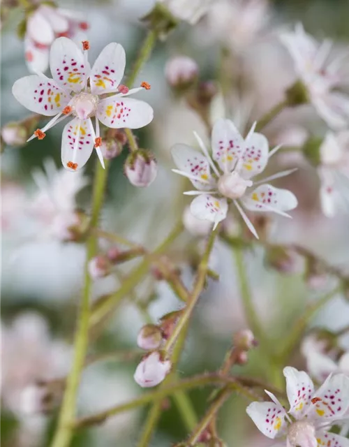 Porzellanblümchen
