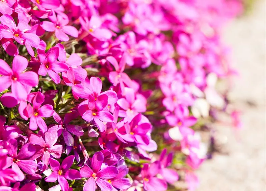 Phlox douglasii 'Crackerjack'