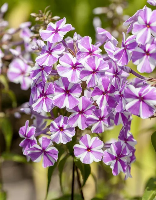Wiesen-Flammenblume