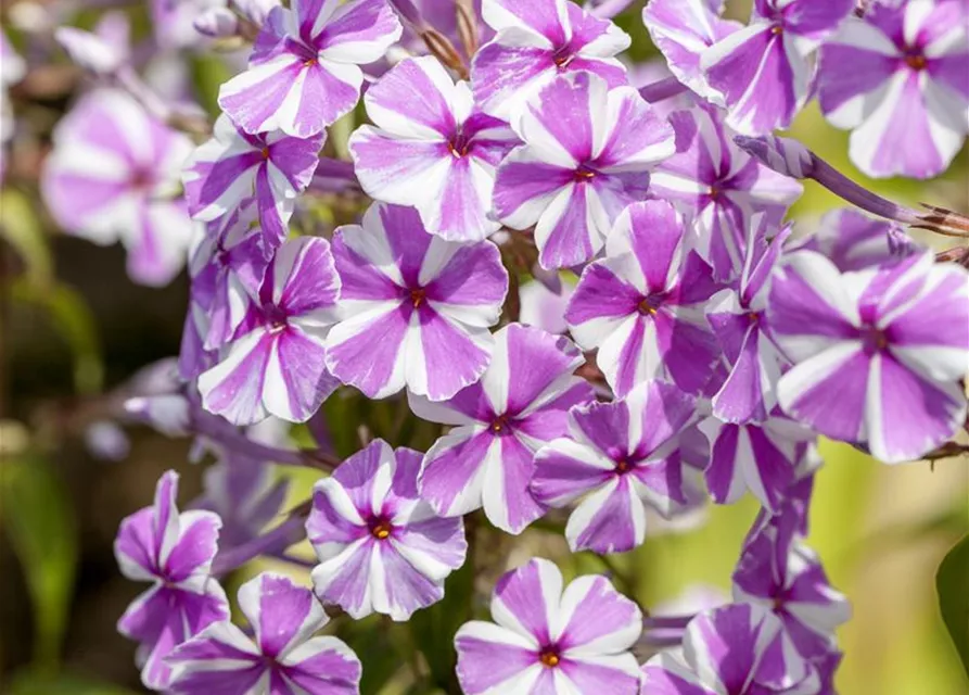 Wiesen-Flammenblume