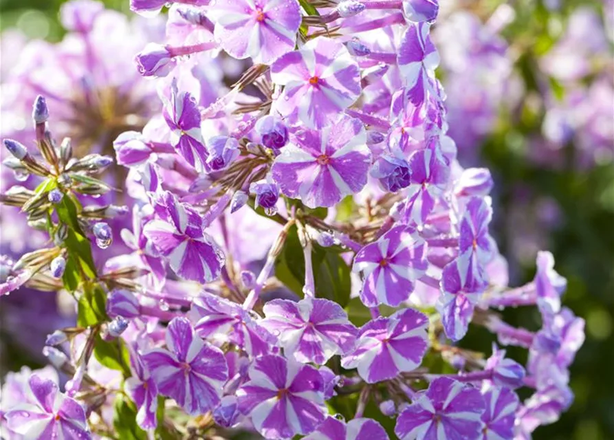 Wiesen-Flammenblume
