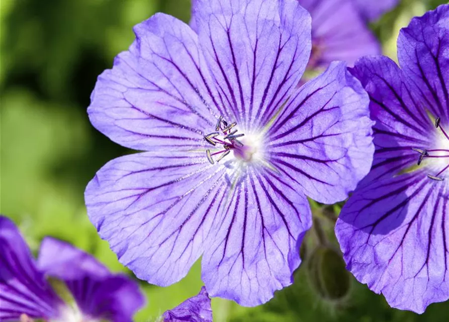 Prächtiger Garten-Storchschnabel 'Rosemoor'