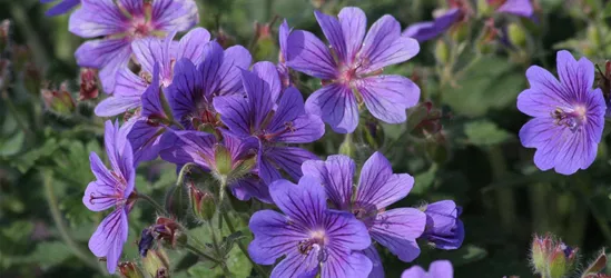 Prächtiger Garten-Storchschnabel 'Rosemoor'