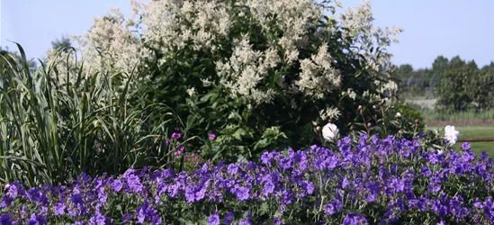 Prächtiger Storchschnabel