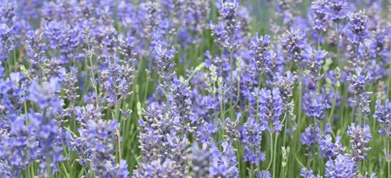 Provence-Lavendel