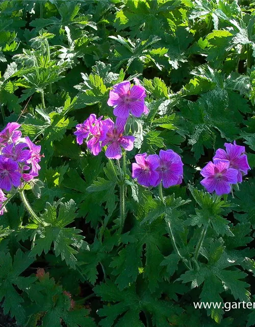 Prächtiger Storchschnabel