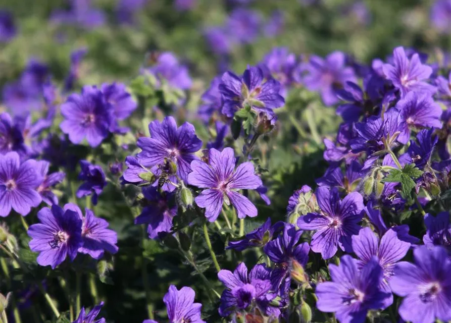 Prächtiger Storchschnabel