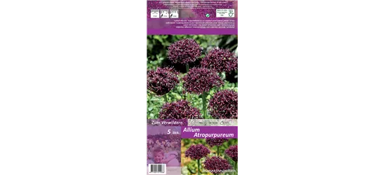 Purpurblütiger Lauch