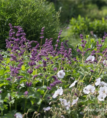 Quirlblütiger Garten-Salbei 'Purple Rain' Quirlblütiger Garten-Salbei 'Purple Rain'