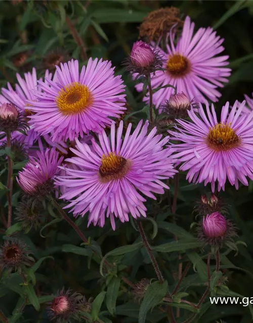 Raublatt-Aster