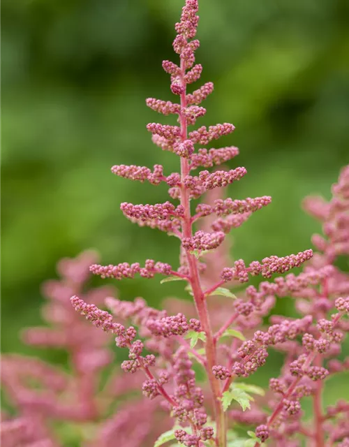 Prachtspiere 'Younique Carmine'®