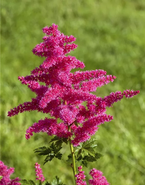 Prachtspiere 'Younique Carmine'®
