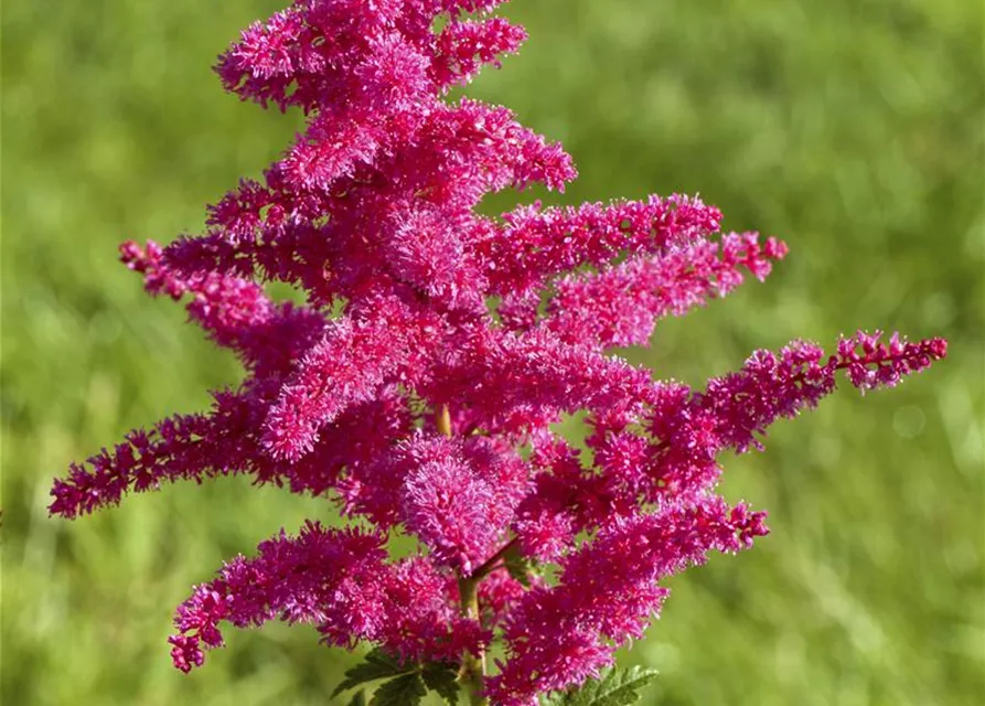 Prachtspiere 'Younique Carmine'®