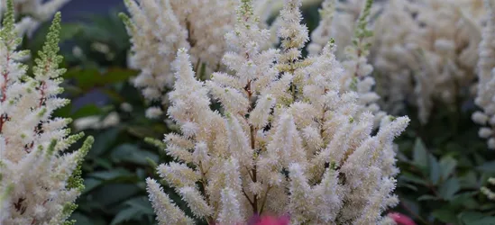 Prachtspiere 'Younique White'®