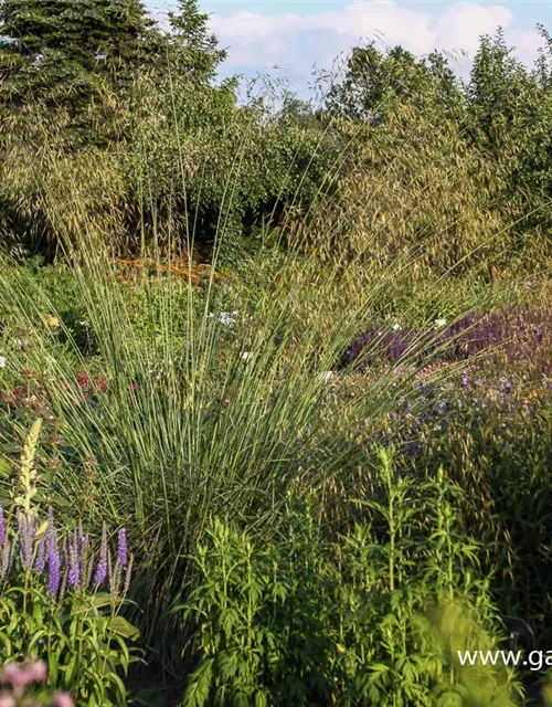 Riesen-Federgras