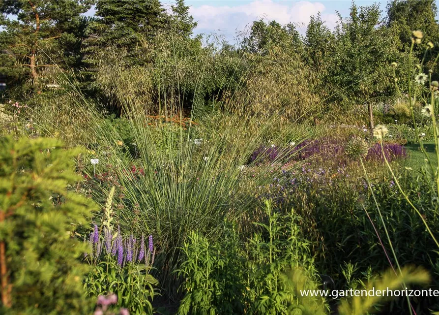 Riesen-Federgras