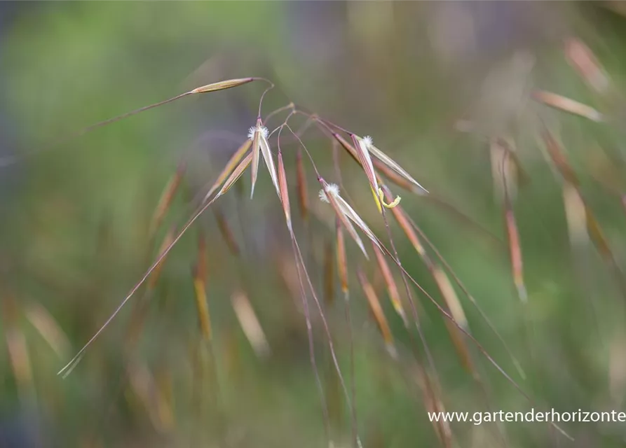 Riesen-Federgras