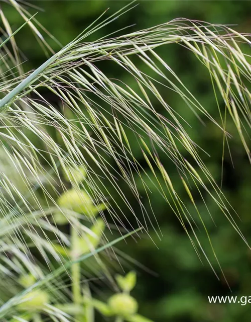 Riesen-Federgras