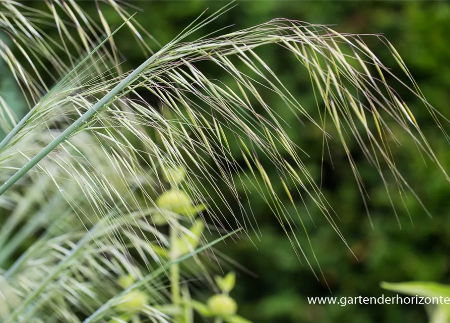 Riesen-Federgras