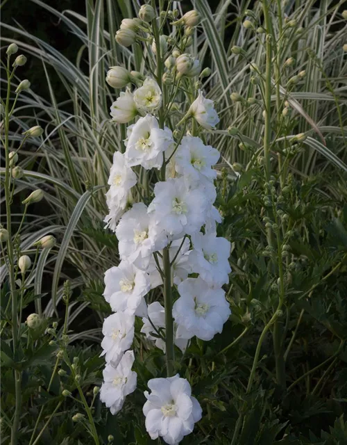 Rittersporn 'Diamant'