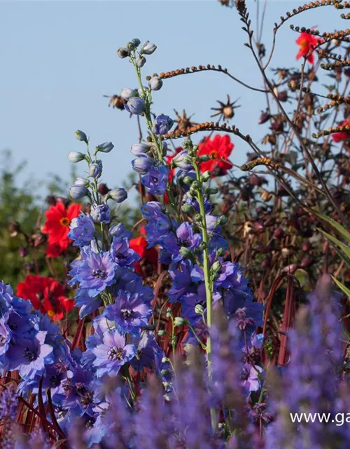 Rittersporn 'Secret'