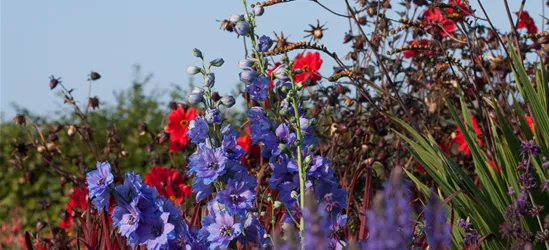 Rittersporn 'Secret'