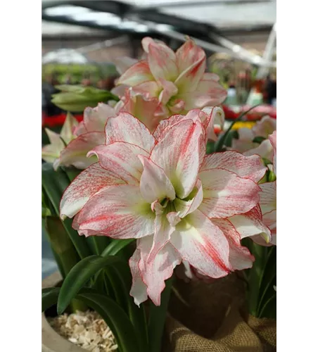 Ritterstern 'Aphrodite'