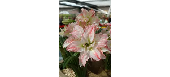 Ritterstern 'Aphrodite'