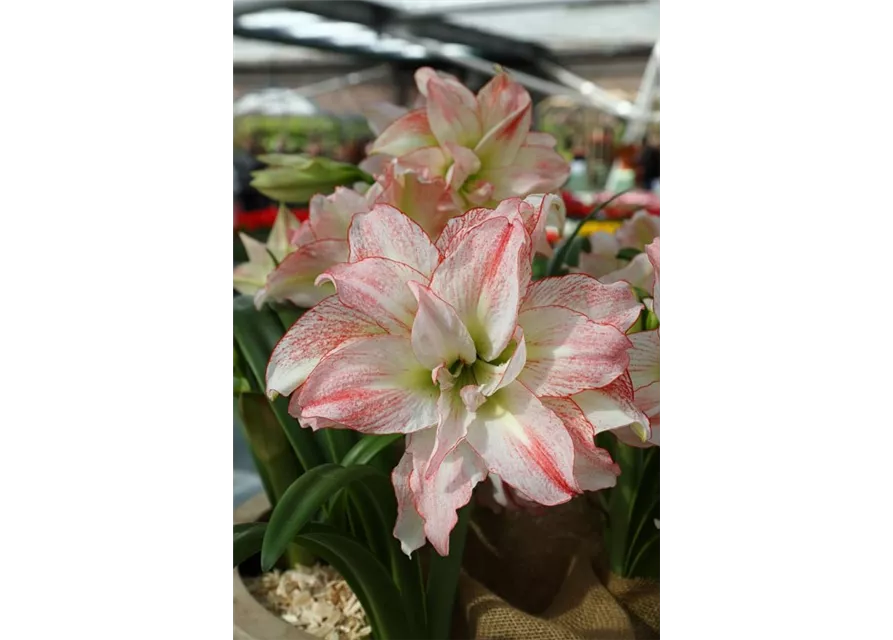 Ritterstern 'Aphrodite'