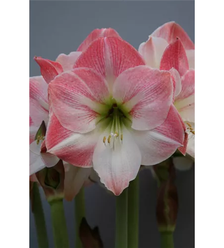 Ritterstern 'Apple Blossom'