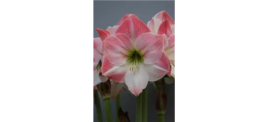 Ritterstern 'Apple Blossom'