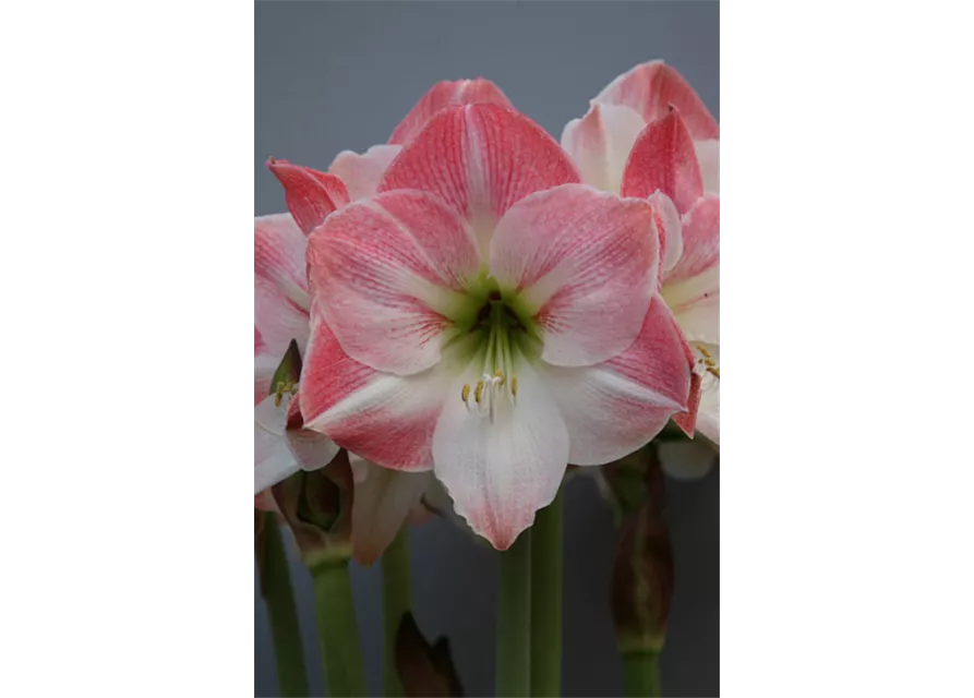 Ritterstern 'Apple Blossom'