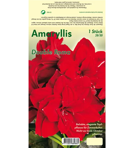 Ritterstern 'Double Roma'