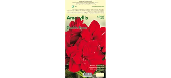 Ritterstern 'Double Roma'