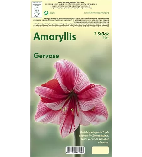 Ritterstern 'Gervase'