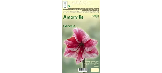 Ritterstern 'Gervase'