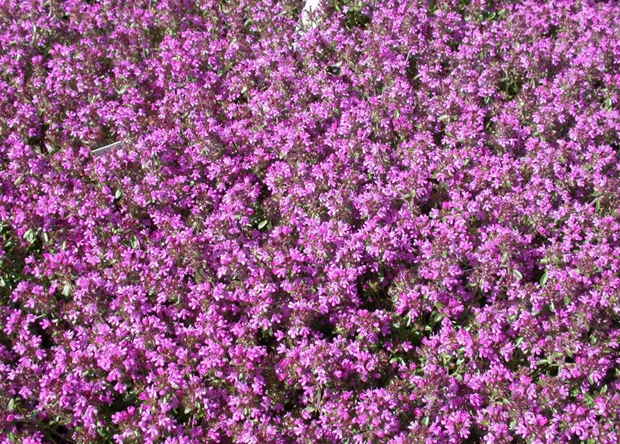 Sand-Thymian